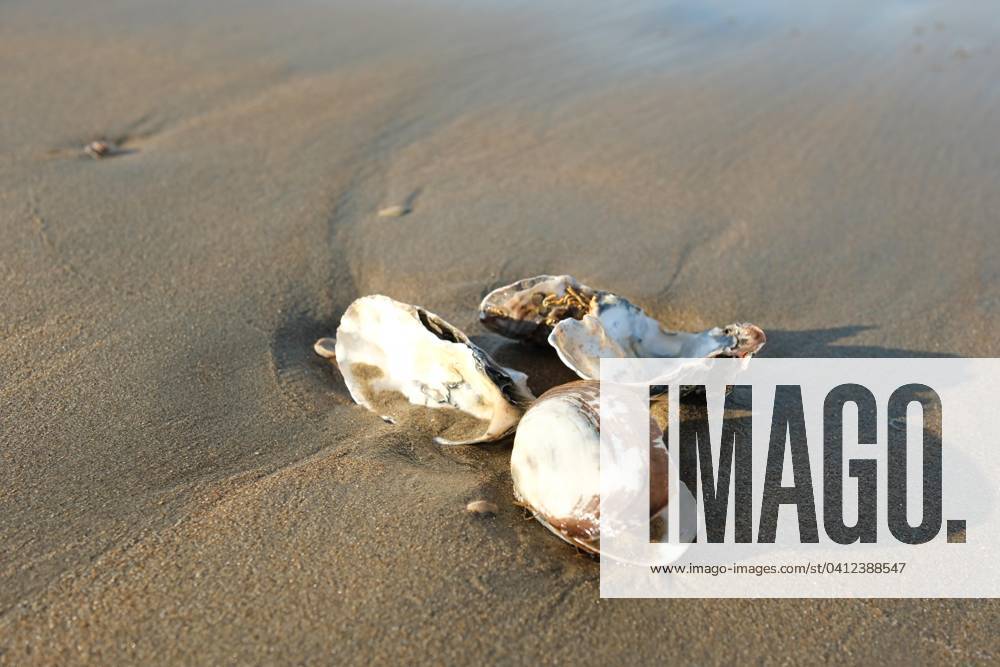 Mussel Bivalvia to the North Sea, Sandy beach, Zandvoort, Netherlands, Europe