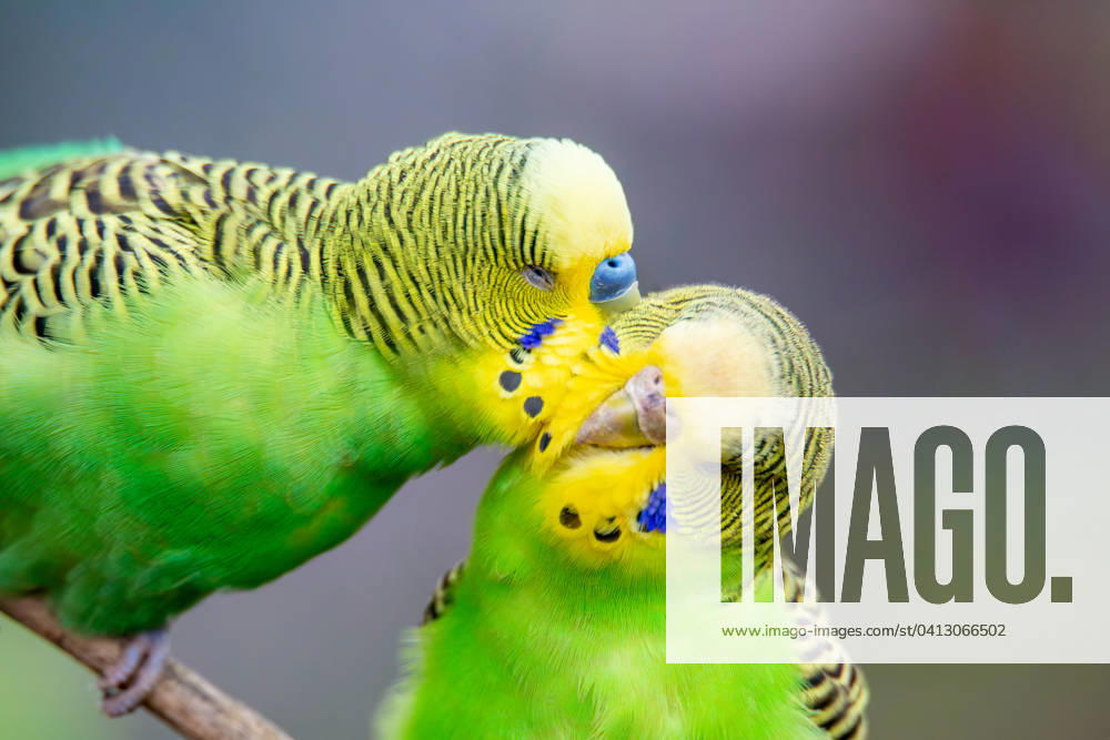 Close-up of two budgies who obviously like each other