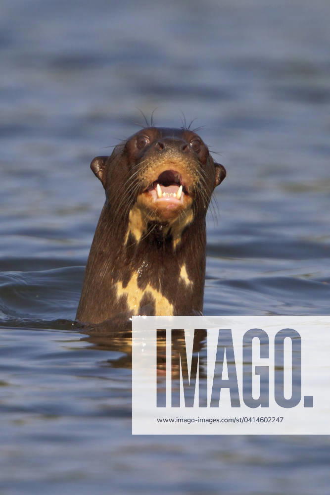 Giant River Otter, Pteronura brasiliensis
