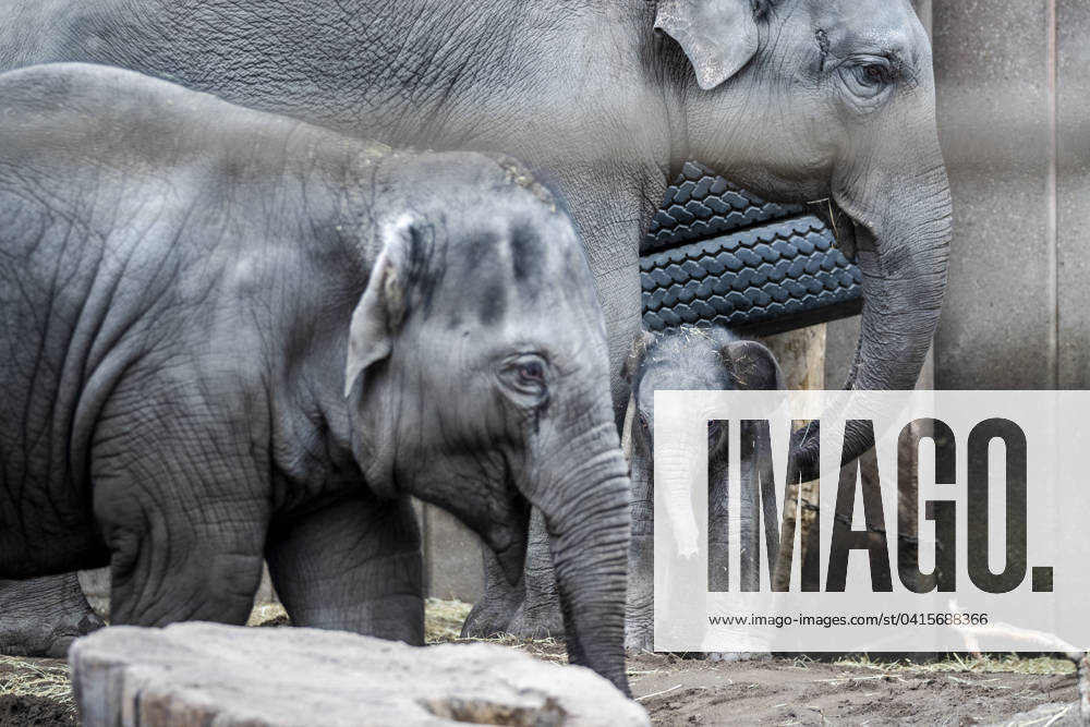 A new female baby elephant in Copenhagen ZOO, Denmark, Tuesday February 20, 2024 On the night of Tuesday, a baby elephant was born in Copenhagen Zoo The mother is 16 year old Maha Kumari and the fathers name is Fahim The birth of the little cub went naturally with the whole pack involved as
