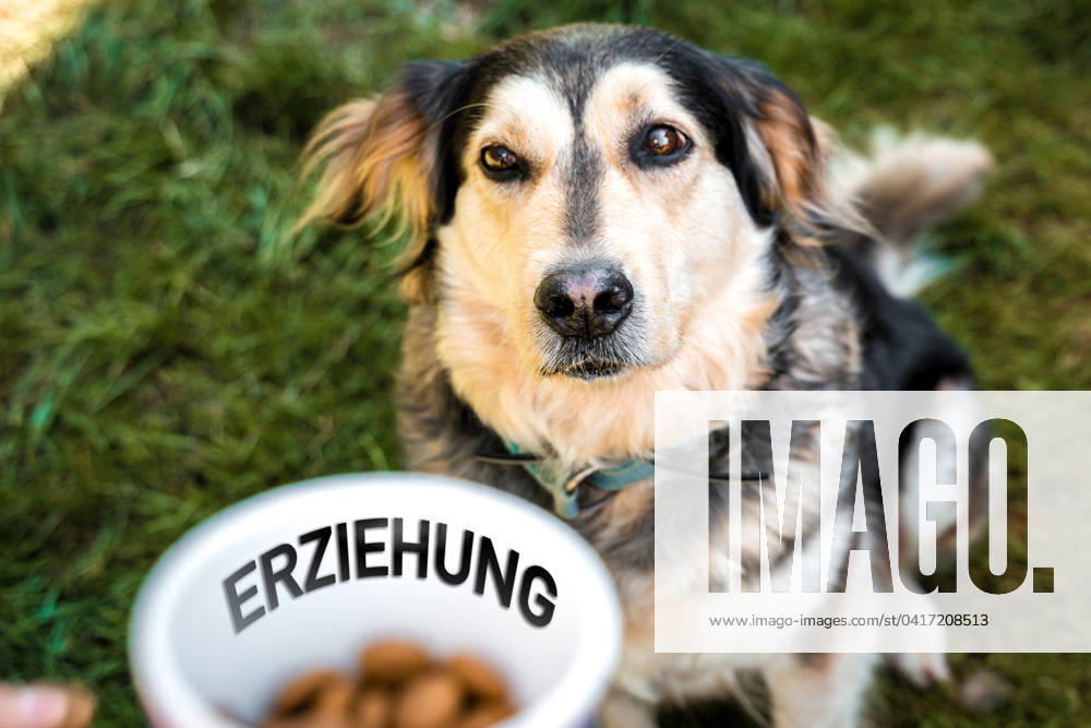 Dog stands in front of owner and a box full of treats, in the box is the word: education, symbolic image for dog training and education of an animal. PHOTOMONTAGE