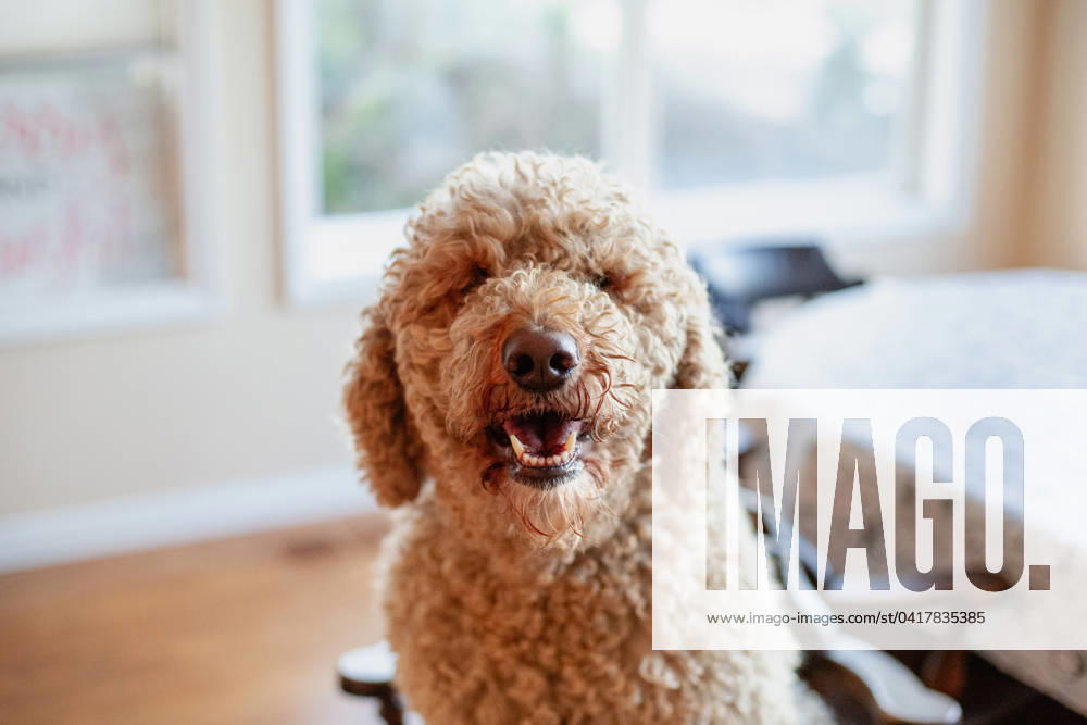 Golden doodle dog- where are your eyes? Fortuna, California, United States R_QVAE240225-1356468-01