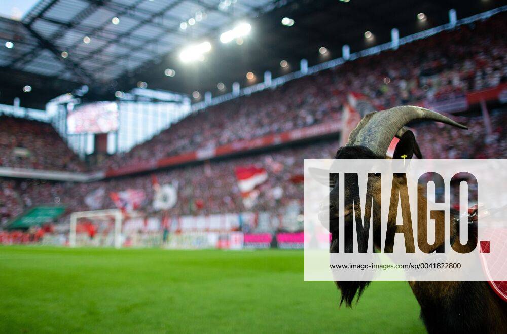 billy goat Hennes IX 1 FC Cologne Borussia Dortmund DFL regulations prohibit any use of photographs as image sequences and or quasi video