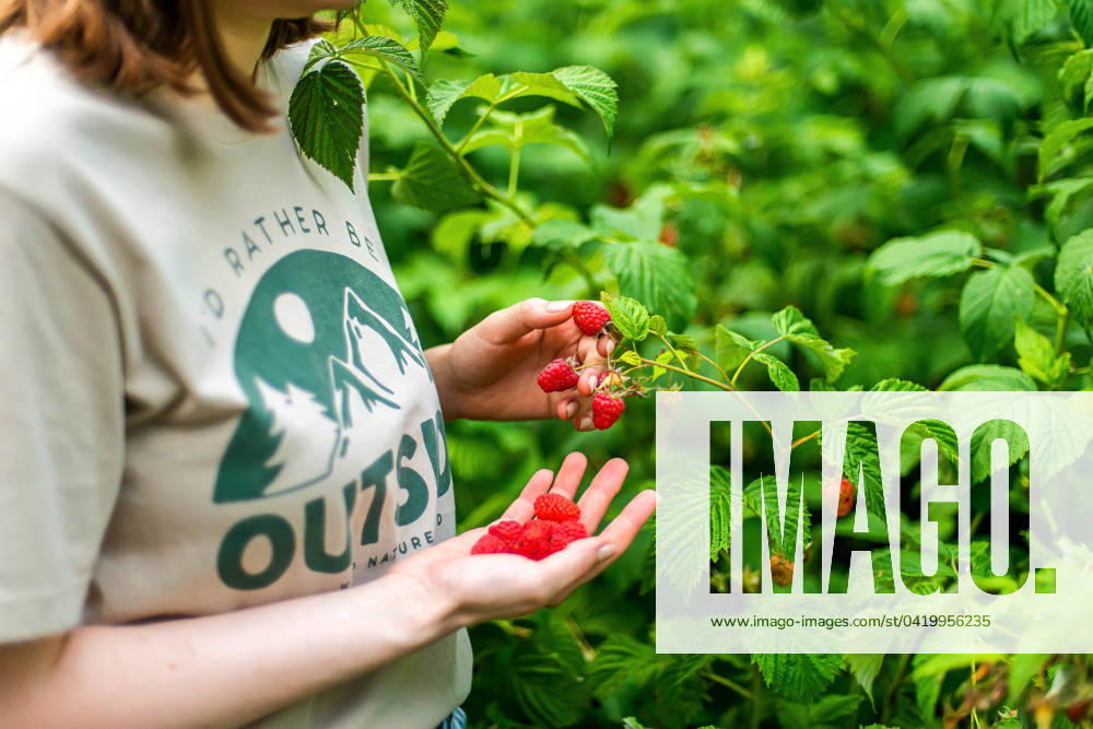 IMAGO Creative, Jahreszeit Sommer, Food, Marmelade kochen Hand picked freshly raspberries in garden Texas City, Texas, United States R_INCH220105-894996-01 ,model released, Symbolfoto