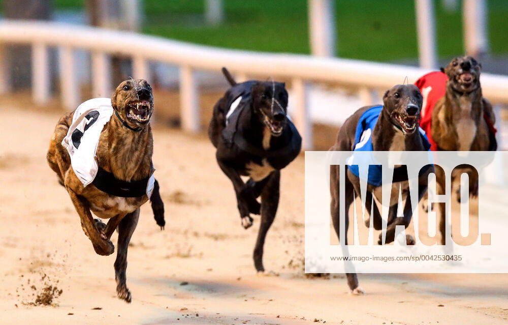 KW38 2019 Boylesports Irish Greyhound Derby, Shelbourne Park, Dublin 21 9 2019 Glory Gold wins the first race Glory Gold wins the first race 21 9 2019