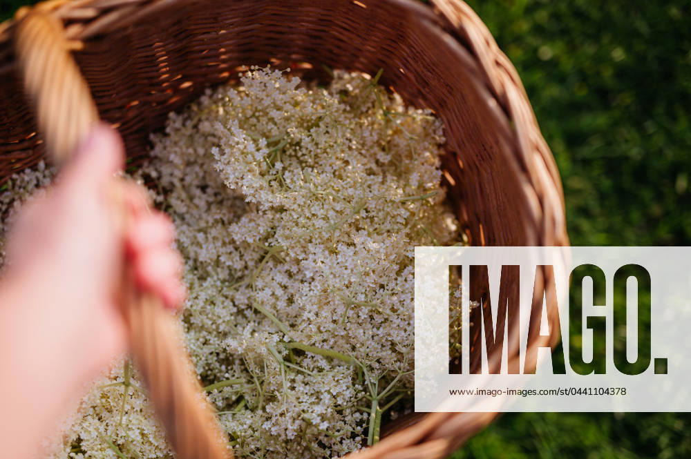 IMAGO Creative, Jahreszeit Sommer, Food, Marmelade kochen Basket full of picked elderflowers. Elderflower as a part of herbal medicine, making elderflower syrup. Basket full of picked elderflowers. Elderflower as a part of herbal medicine, baking, making elderflower syrup or jam. model released