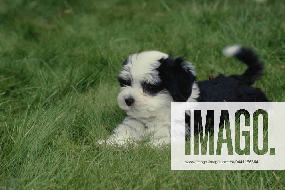 Havanese puppy in grass