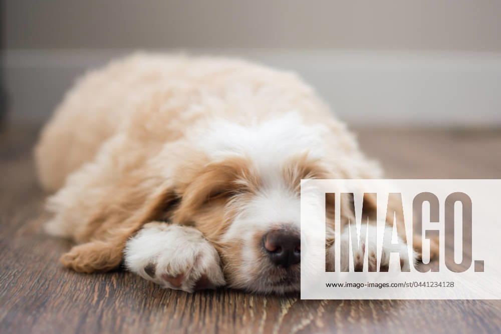 Cute peach and white fluffy puppy sleeping on his paws Syracuse, Utah, United States R_WMWJ240313-1368050-01