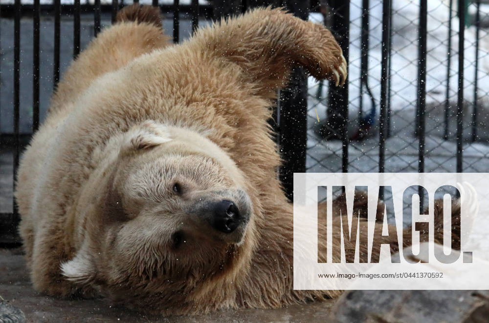 Russia Zoo Bears 8645795 20.03.2024 Tien Shan White Claw bear Pamir is seen in an open-air cage as he wakes up after winter hibernation at the Royev Ruchey Zoo in Krasnoyarsk, Russia. Ilya Naymushin Sputnik Krasnoyarsk Russia