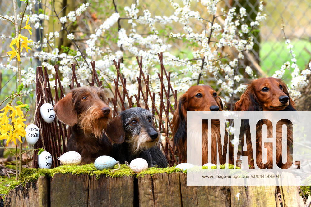 Long-haired dachshund, longhair Dachshund, Long-haired dachshund, longhair Dachshund, Dachshund, Dachshund Canis Lupus F familiaris , Two Rauhaardackel and Two Langhaardackel sit side by side in Easter decoration, Germany, NRW Long Haired Dachshund, Long Haired Sausage dog, Domestic