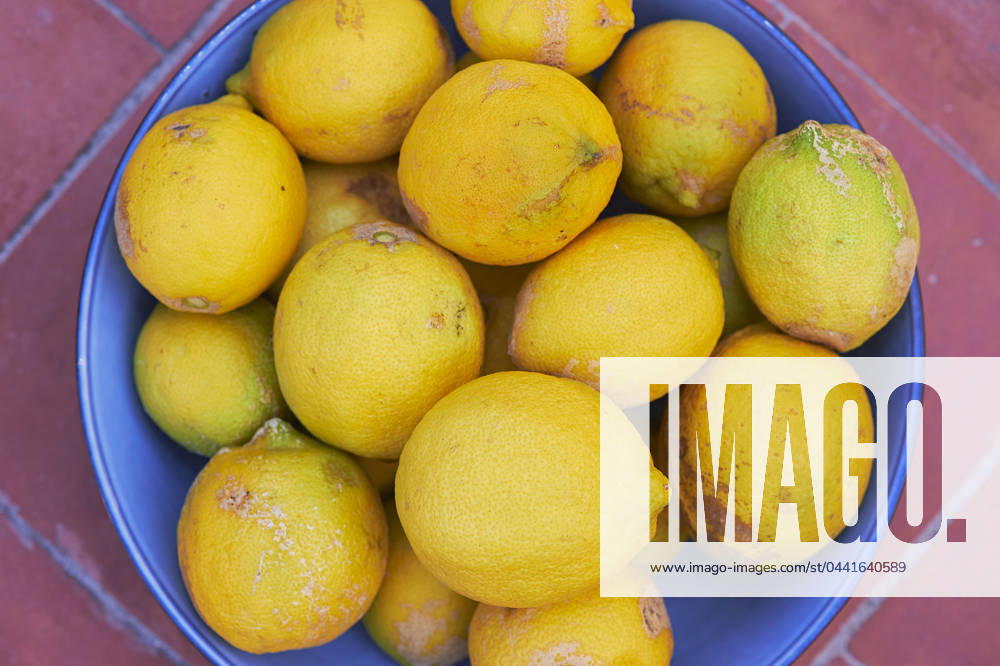 Lemons Organic lemons from south-eastern France. Untreated lemons have defects on the peel. They are harvested in summer and winter, according to a two-phase flowering and fruiting schedule. PACA; Var 83 Var Europe; Western Europe; France