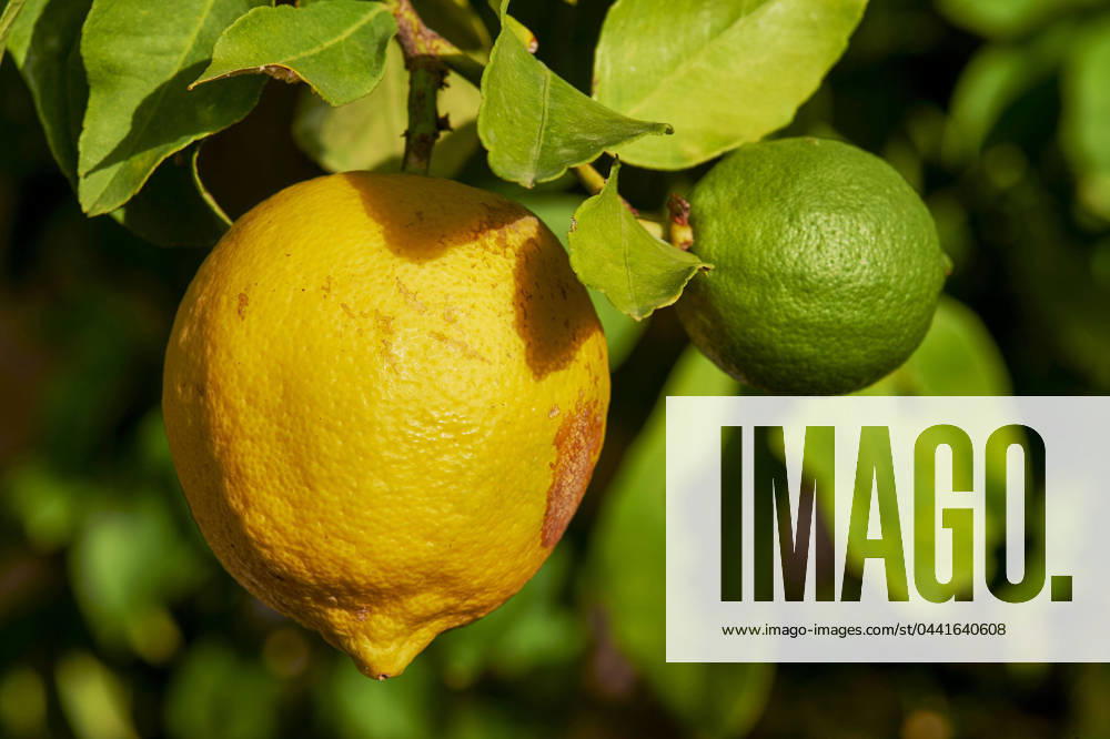 Lemons Organic lemons from south-eastern France. Untreated lemons have defects on the peel. They are harvested in summer and winter, according to a two-phase flowering and fruiting schedule. PACA; Var 83 Var Europe; Western Europe; France