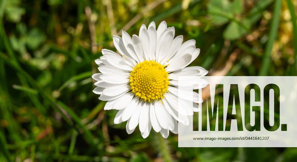 A daisy growing in a garden in the sunshine Rottweil Baden Württemberg Germany