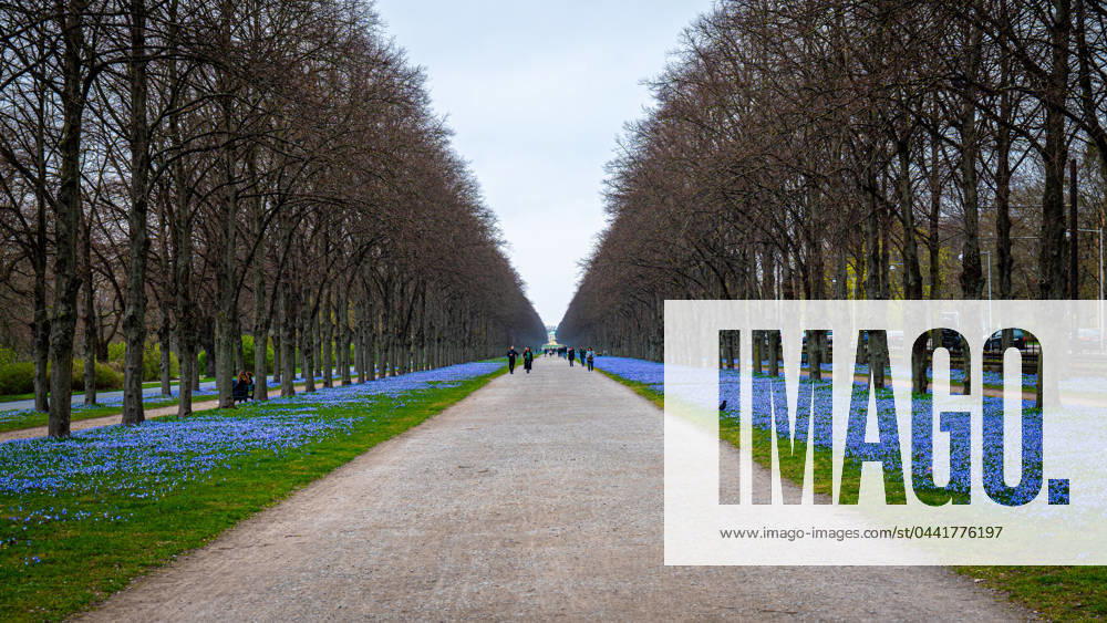 Scilla flowers in the Georgengarten At the beginning of spring, the blue flowers of the Scilla blossom to the right and left of the avenue in the Georgengarten in Hanover