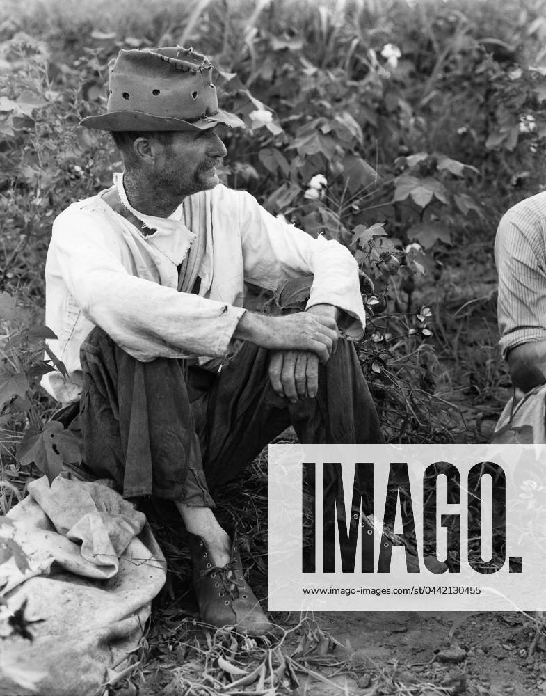 SHARECROPPER, c1935. Bud Fields sitting in his cotton patch in Hale County, Alabama. Photograph by Walker Evans in c1935-36.