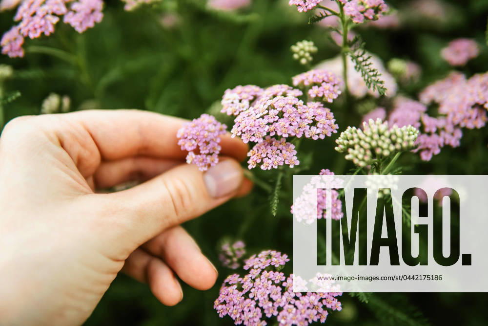 Woman holding wild purple flowers . California City, California, United States CR_INCH240321-1376851-01 ,model released, Symbolfoto