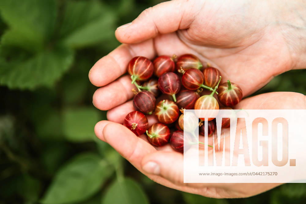 Close-up of a woman s hands holding organic gooseberry California City, California, United States CR_INCH240321-1376854-01 ,model released, Symbolfoto