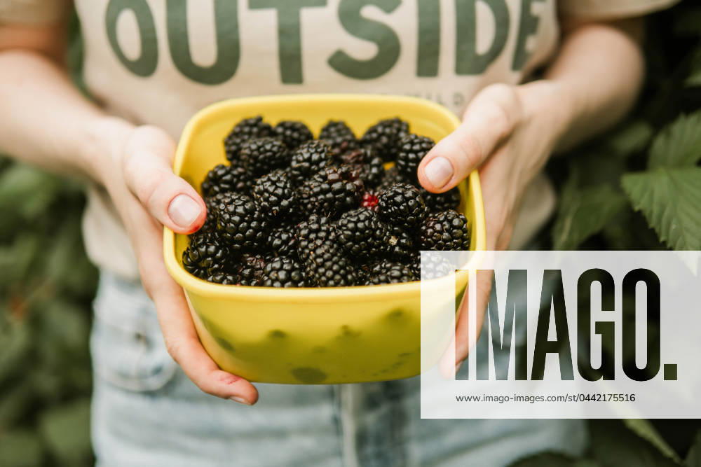 Cropped image of woman harvesting blackberries from plants at fa California City, California, United States CR_INCH240321-1376864-01 ,model released, Symbolfoto
