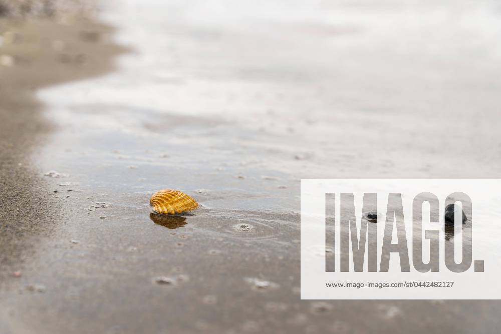 A Lonely Mussel is to a wet Sandy beach, during the Flood goes back and a structured Surface with Water bubbles and a smaller Mussel in the Proximity on quiet Shore leaves behind