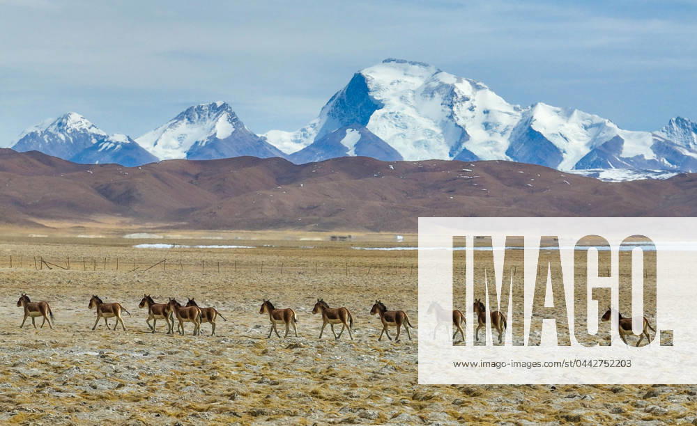 (240329) -- BURANG, March 29, 2024 -- A drone photo taken on March 29, 2024 shows Tibetan wild donkeys in Burang County, southwest China s Xizang Autonomous Region. (Photo by Xinhua) CHINA-XIZANG-BURANG-WILD DONKEYS (CN) LiuxXiaodong