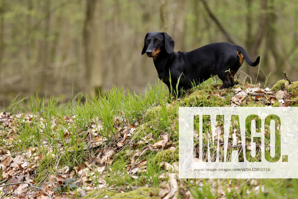 A Dachshund German Shorthair playing in the forest Agriculture Minister Cem Özdemir Green Party wants to prevent torture breeding with the reform of the Animal Welfare Act, which has triggered fears among dog lovers of a kind of Dachshund ban law that could ban entire breeds Theme picture, symbolic picture Frechen, 30 03 2024 NRW Germany