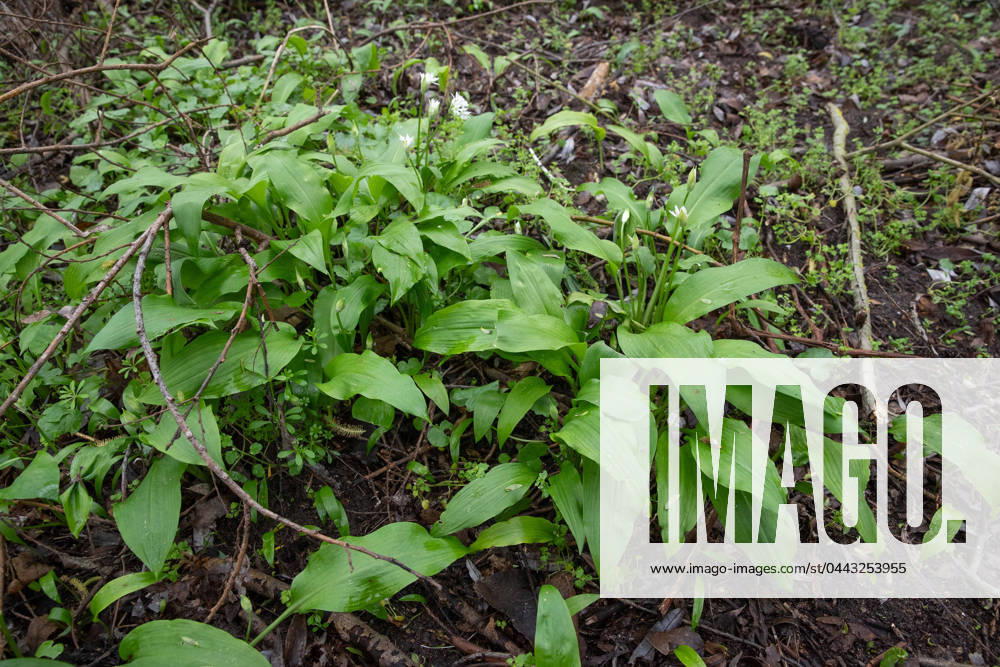 Wild garlic picking this must be observed The wild garlic season has started again Where can you collect wild garlic in the district What rules must be observed And how do you recognize wild garlic at all 30 03 2024 Lampertheim Wild garlic picking this must be observed The wild garlic season has started again TG2024-0244