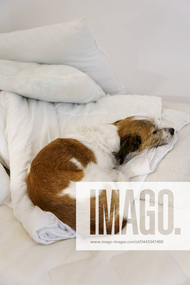 Schlafen,hund,schlaf,schlafend,hunde ** sleeping,dog,sleep,to be asleep,to sleep,dogs 615-fqe