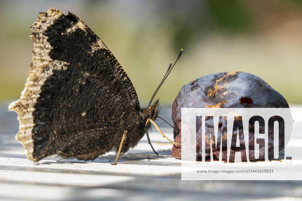 IMAGO Creative, Jahreszeit Sommer, Food, Pflaume trauermantel ** mourning cloak ftv-nf8
