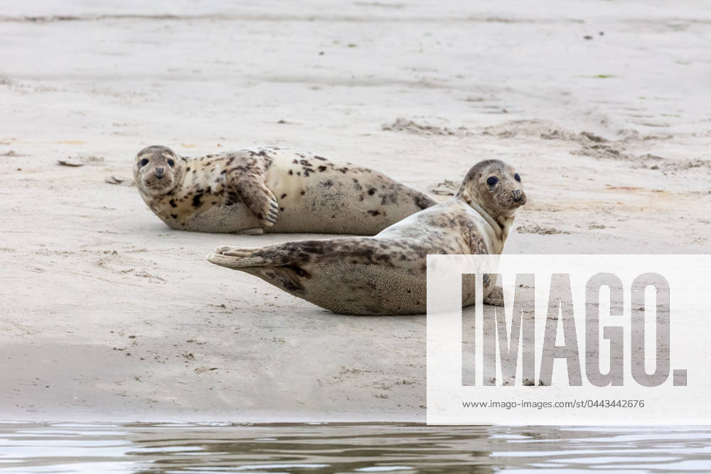 Seehund,robbe,robben,seehunde ** seal,seals j0w-igj