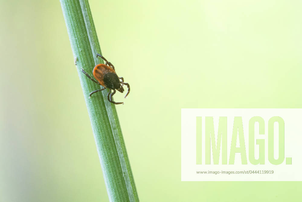 Tick, Common Holzbock Ixodes Ricinus , lurks at a Blade of grass, Germany, Bavaria European Castor Bean tick, European Sheep Tick Ixodes Ricinus , lurks ON a Blade of grass, Germany, Bavaria BLWS707589
