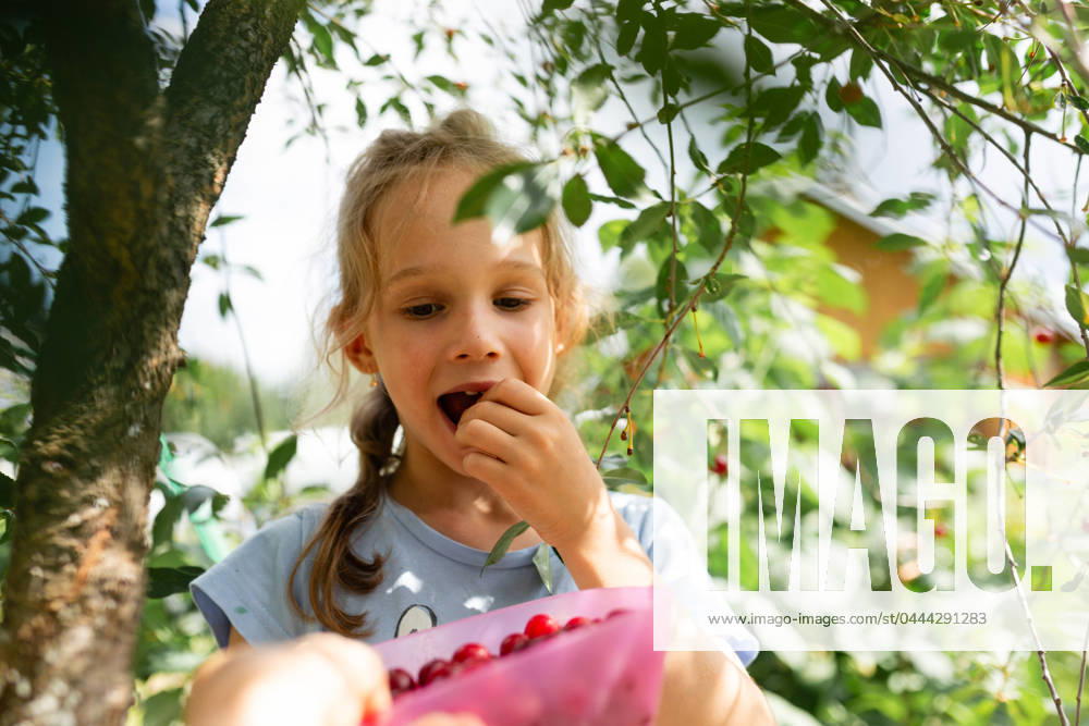 IMAGO Creative: Sommer, Sommertage im Garten MR_ID20688_16876_KiraStepanova.jpg A young girl enjoys the fruits of her labor, tasting a sweet cherry after a day of picking in the sunlit orchard Model Released Declaria_ID20688_610831_008