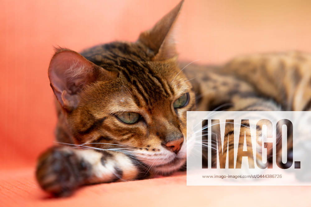 Purebred Bengal Cat 1083403236
