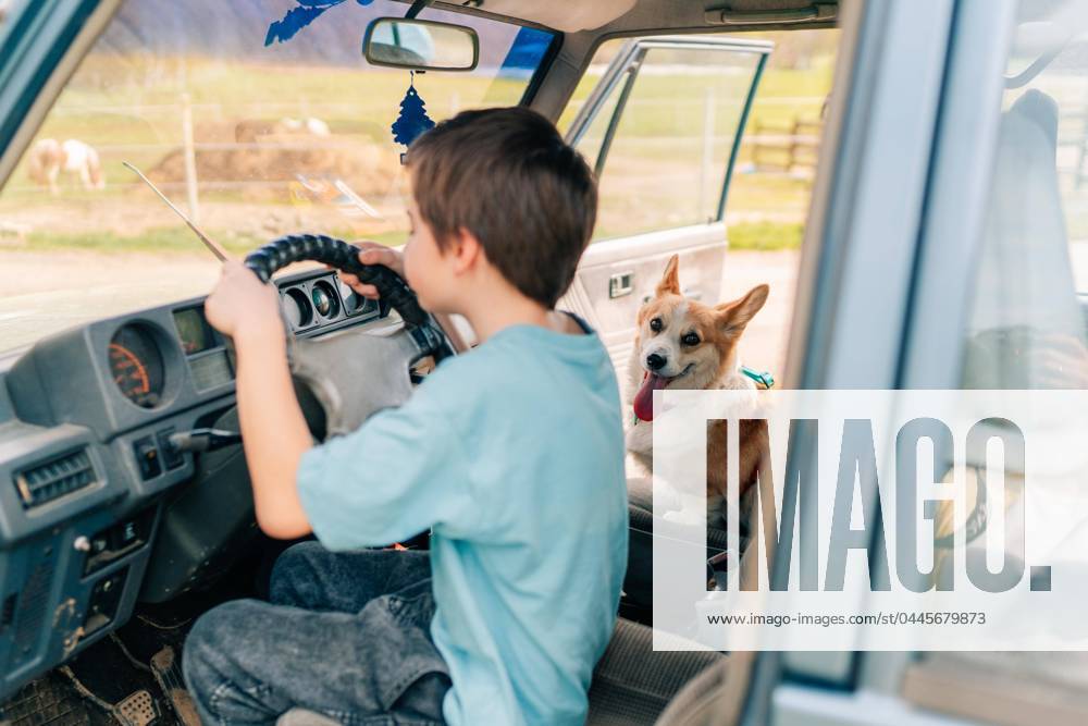 Teenage boy and corgi dog driving his father s car, learning to drive Prague, Prague, Czechia R_UJEL240413-1396130-01 ,model released, Symbolfoto