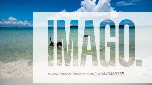 A dog wades in shallow water on a tropical Island 9904416 RECORD DATE NOT STATED