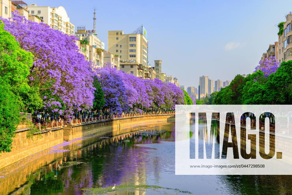Jacaranda trees bloom with purple flowers on April 20, 2024 in Kunming, Yunnan Province of China.
