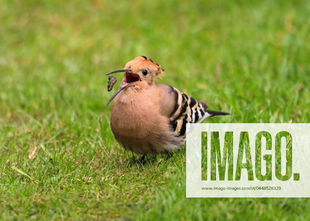 SUPER RARE VISIT TO UK BACK GARDEN... An exotic bird pays a visit to a British garden. The Hoopoe bird, which is native to Africa and parts of Europe, can sometimes overshoot and land in Southern England while migrating. However, just 100 or so actually make it this far, meaning spotting one in the garden is extremely rare. But that is exactly what happened to Linda Moederzoon when she looked out of the window at her home in Bridgham, Norfolk. SEE COPY FOR DETAILS. Please byline: Linda Moederzoon Solent News Linda Moederzoon Solent News & Photo Agency UK +44 (0) 2380 458800 Cordon Press LindaxMoederzoon SolentxNewsx&Agency Solent News & Photo Agency