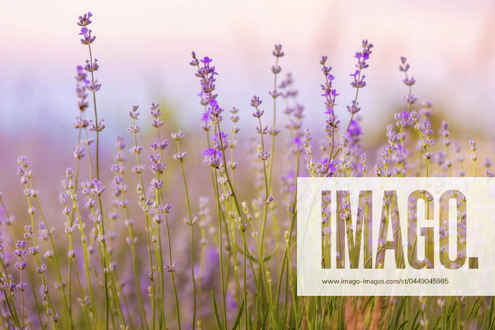 Lavender flowers close-up on sky background Lavender purple flowers close-up on sky background, summer field