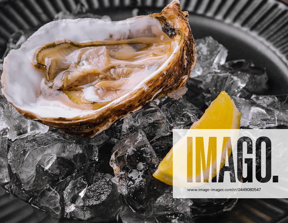 Fresh french appetizer oysters on ice with lemon Fresh french appetizer oysters on ice with lemon