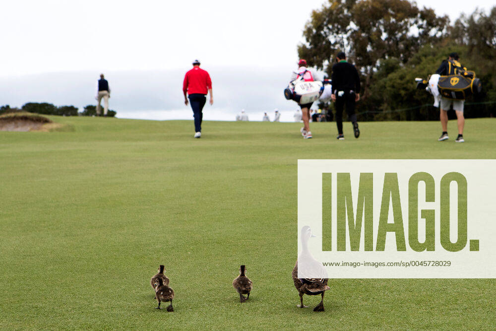 Bilder des Jahres 2019, Sport 12 Dezember MELBOURNE, VIC - DECEMBER 15: Mother and ducklings following Joaquin Niemann of Chile and Patrick Cantlay of team USA during the final round of The Presidents Cup at Royal Melbourne Golf Club on December 15, 2019 in Melbourne, Australia. (Photo by Speed Media Icon Sportswire) GOLF: DEC 15 PGA, Golf Herren - Presidents Cup Icon19121560416