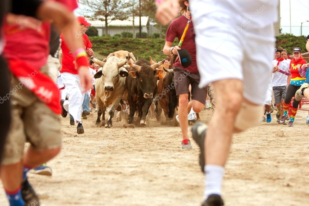Several people run alongside stampeding bulls at The Great Bull Run at the Georgia International Horse Park.