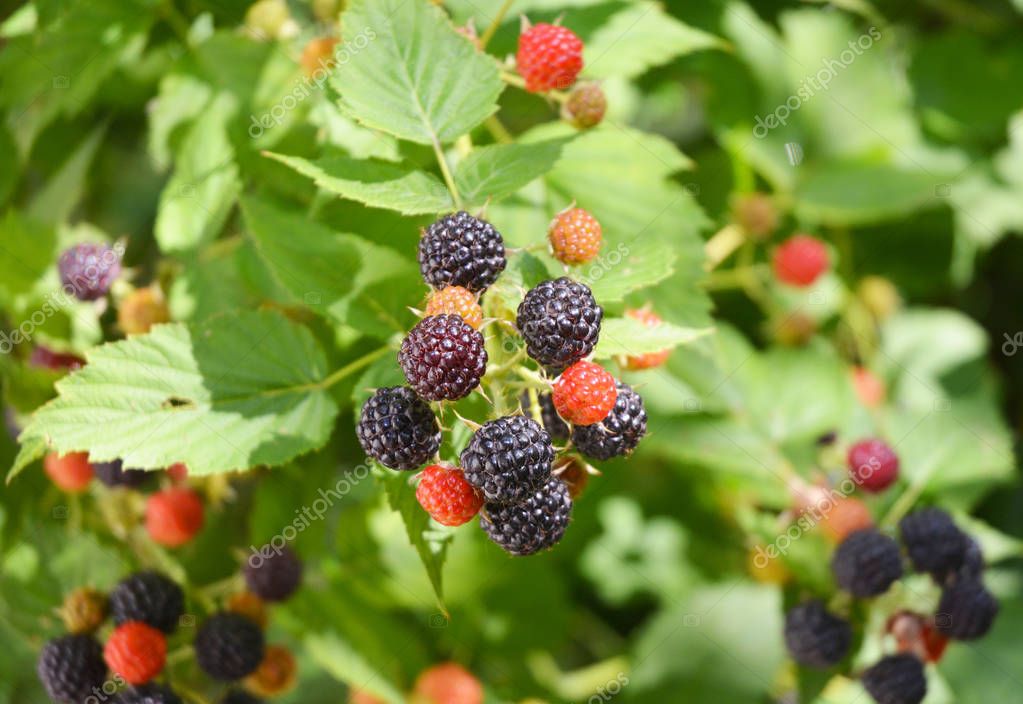 Ripe and unripe blackberries (Rubus fruticosus) on the bush. Blackberry fruits. Blackberries juicy wild fruit raw food.