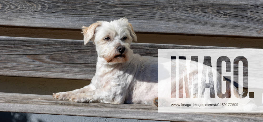 Maltese lapdog lies on the bench and sunbathes Maltese lapdog lies on the bench and sunbathes