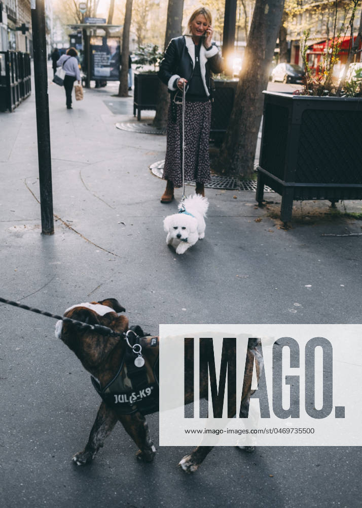 Travelpictures Paris Paris, 02 04 2024 Travelpictures, two dogs sniff each other on the street