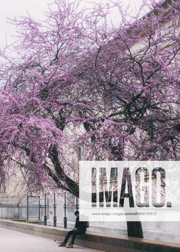Travelpictures Paris Paris, 02 04 2024 Travelpictures, Man sits under a cherry tree with its blooming cherry blossoms