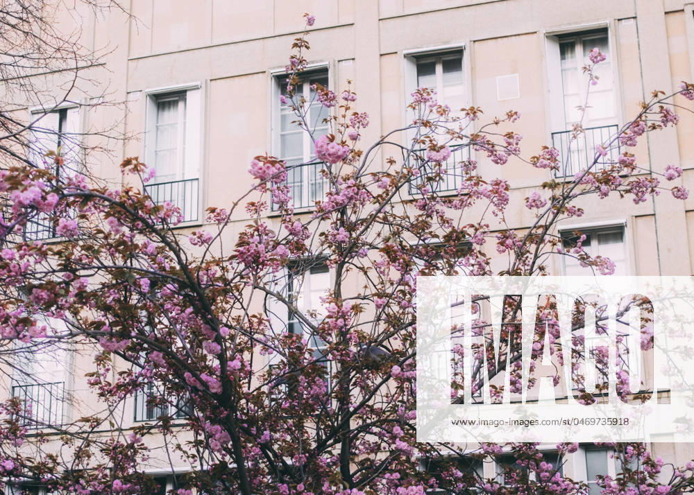 Travelpictures Paris Paris, 02 04 2024 Travelpictures, Cherry blossoms everywhere