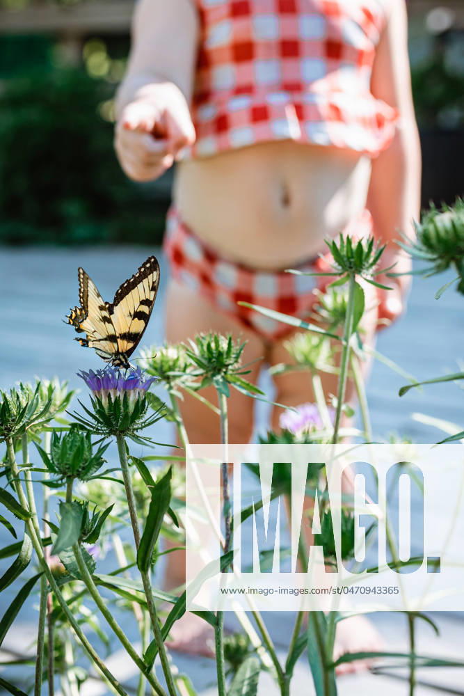 IMAGO Creative: Sommer, Sommertage im Garten Toddler discovers butterfly on thistle in garden McClure, Illinois, United States CR_WEKW240429C-1417828-01 ,model released, Symbolfoto