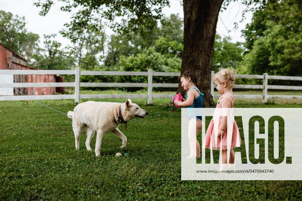 IMAGO Creative: Sommer, Sommertage im Garten Two toddlers play with a dog on a sunny grassy backyard McClure, Illinois, United States CR_WEKW240429FA-1417730-01 ,model released, Symbolfoto