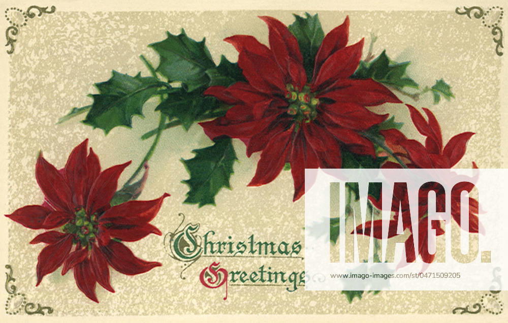 Christmas Poinsettias Christmas Poinsettias Date: 1910