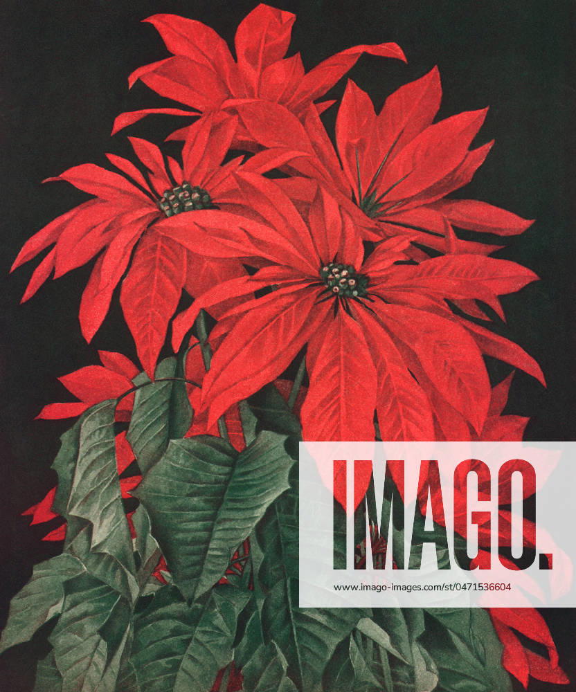 Red Poinsettias Red Poinsettias Date: 1910