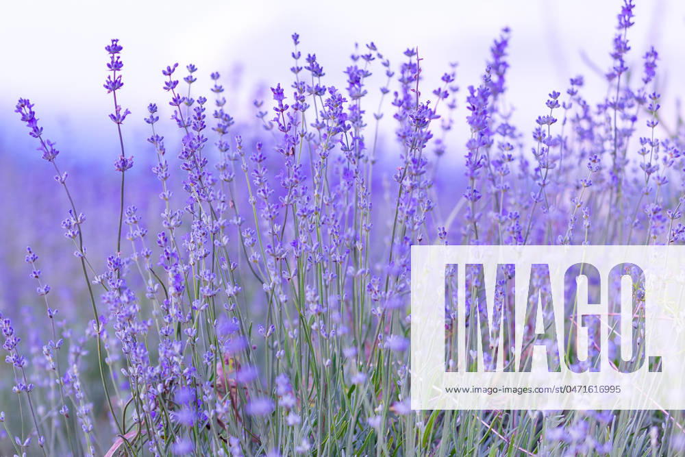Lavender flowers close-up on sky background Lavender purple flowers close-up on sky background, summer field